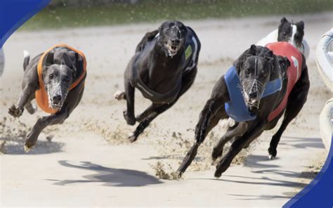 Greyhound Derby 2023 betting: Swords Rex hard to fault .